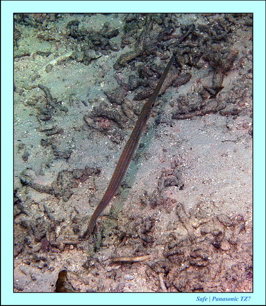 2011 - 08 - Bohey Dulang Island 13